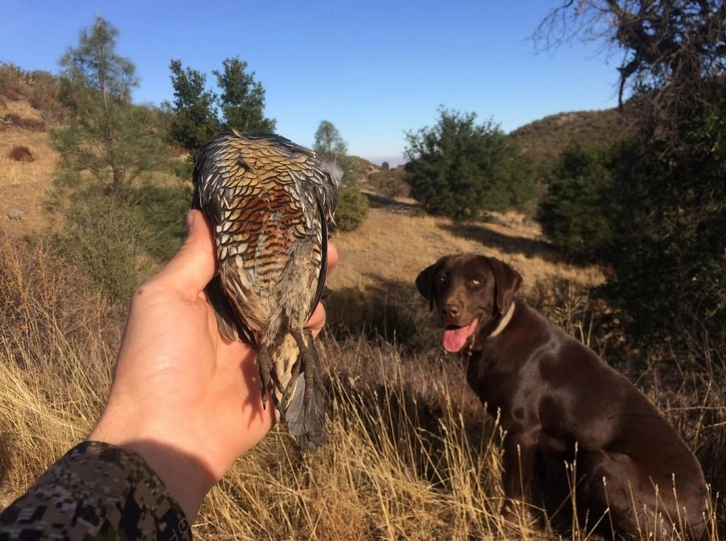 Upland Game Bird Hunts Lost Valley Outfitters